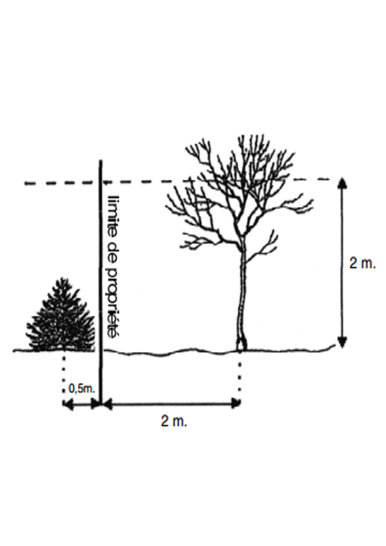 quelle hauteur arbre voisin