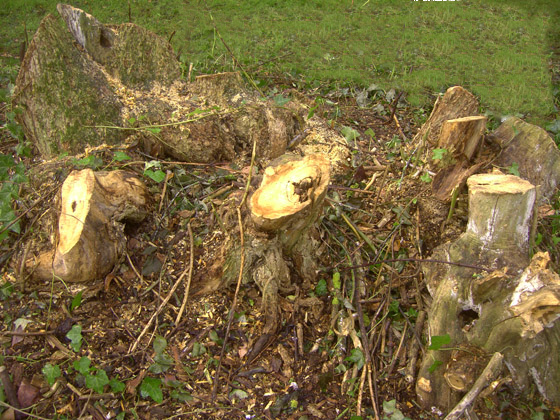 Dévitaliser une souche d'arbre 