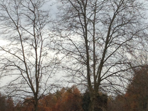 Décembre... les feuilles de ces platanes viennent tout juste de tomber... l'automne a été doux!